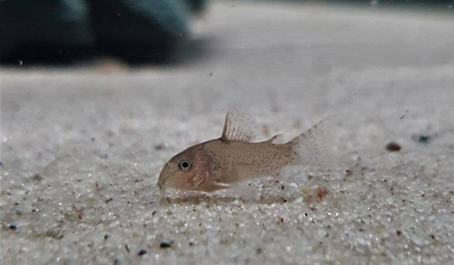 Hoplisoma guianense - 8 weeks old