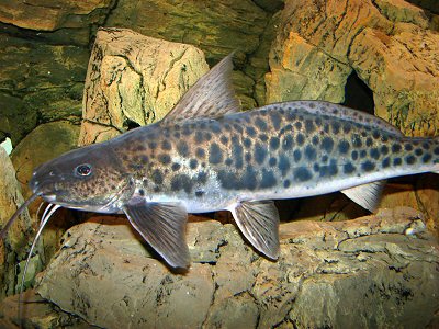 C. macropterus, doing laps of the aquarium in expectation of food.