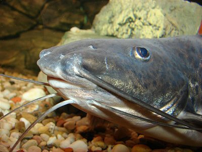 Calophysus macropterus adult in profile - with its barbles this catfish can smell excellently.