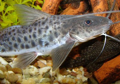 Young specimen of 13 cm in length, whose colouring is brighter than with older animals.