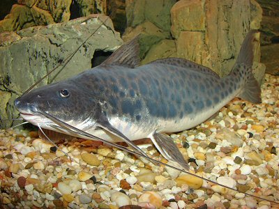 The upper barbles of Calophysus macropterus are very long and reach back to the end of the caudal fin.