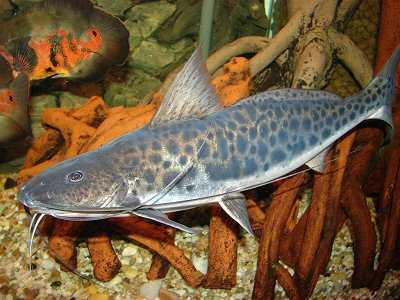 C. macropterus can be associated well with larger cichlids like here in the background with Oscars (Astronotus ocellatus).