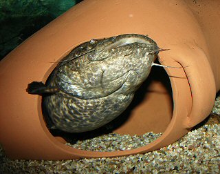 With getting bigger C. apurensis must be offered roomier hiding places (like here a large amphora).