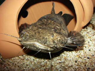 With getting bigger C. apurensis must be offered roomier hiding places (like here a large amphora).