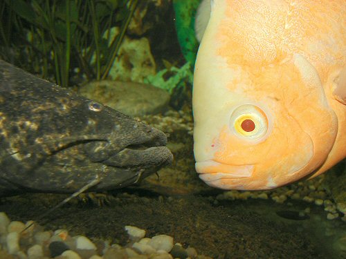 "Eye to eye: Generally C. apurensis gets along with its associated cichlids only if they are large enough.