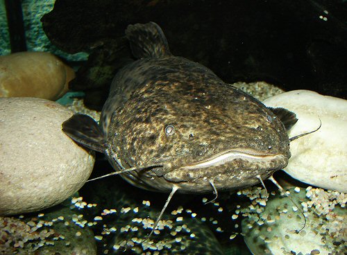 This animal has taken its hiding place between large stones.