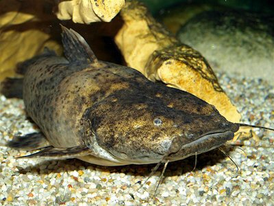 C. fowleri in lurking position  big specimens tend to dominant behaviour, which however is weaker than with C. apurensis and C. nigricaudus