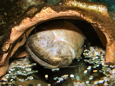 View on C. fowleri sleeping on the back in its cave (© W. Ros).