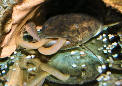 C. fowleri with its first prey, a thick nightcrawler (© W. Ros).