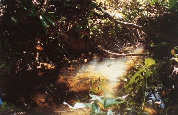 Corydoras elegans collecting site.