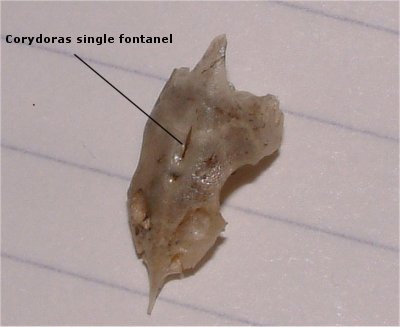 Corydoras skull