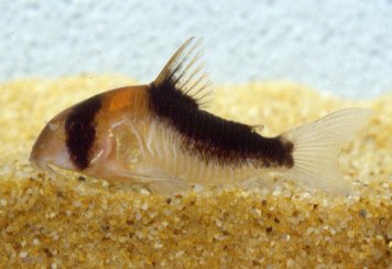 Hoplisoma duplicaroum