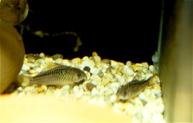 Corydoras elegans=pair