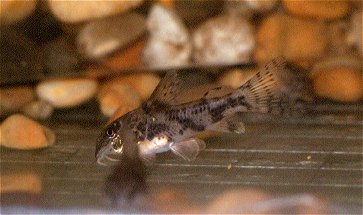 Corydoras barbatus (juvenile-Sao Paulo)