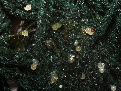 Corydoras habrosus eggs deposited in a polyester spawning mop.