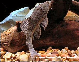 Hypostomus plecostomus