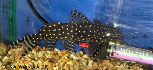 Synodontis angelicus