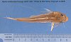 Mystus atrifasciatus holotype ANSP 67907 