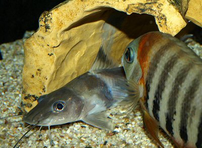 Other species of sufficient size (here: Heros efasciatus spec. "blue and "red neck) are tolerated even in the proximity of their own dwelling place