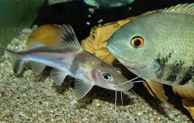 Other species of sufficient size (here: Heros efasciatus spec. "blue and "red neck) are tolerated even in the proximity of their own dwelling place