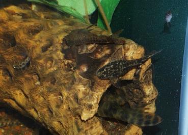 Parotocinclus maculicauda