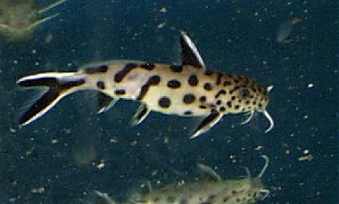 Synodontis petricola = young