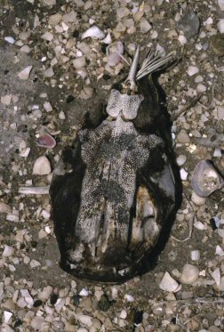 The upper rough part of the skull roof which is also visible on the living fish, looks like a Monk with a cowl and hood and his arms outstretched in prayer