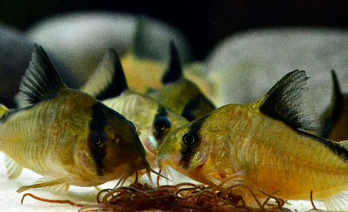 Corydoras metae - feeding on bloodworm