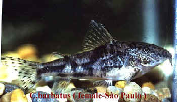 Corydoras barbatus (female-Sao Paulo)