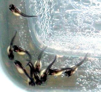 Young pygmy madtoms in an incubation tray. The yellow 'blobs' on the underside of these fishes are yolk sacs. The madtoms will live off of the food stored in these yolk sacs until they are large enough to eat food on their own.