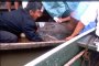 Stingray in boat. Notice the bandaged foot!