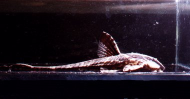 Rineloricaria cf.tefeana