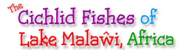 The Cichlid Fishes of Lake Malawi, Africa