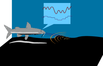 Diagram of electroreception of its prey by a catfish (Neoarius graeffei)