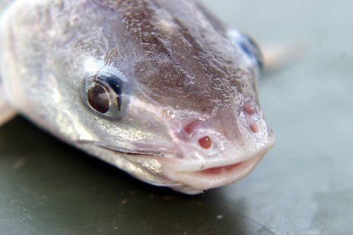 Arius maculatus = Close up of head