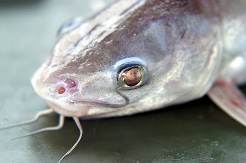 Arius maculatus = Close up of head