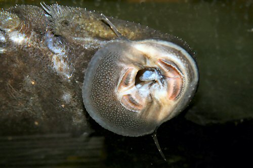 Acanthicus adonis = mouth view