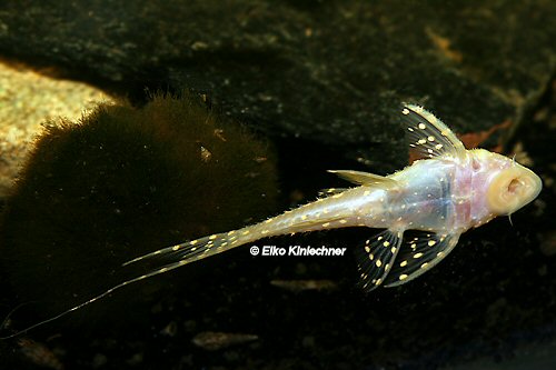 Acanthicus adonis  = albino