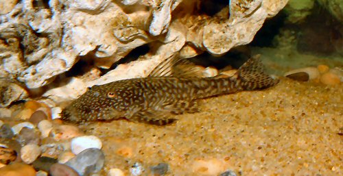 Ancistrus claro = female