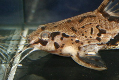 Amblydoras nauticus  = head view