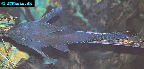 Acanthicus hystrix 