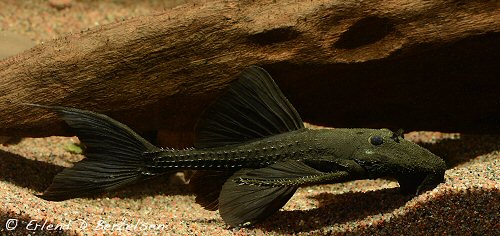 Acanthicus hystrix 