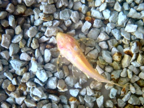 Acanthicus hystrix = Albino Juvenile