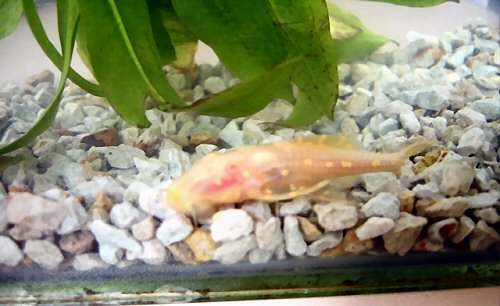 Acanthicus hystrix = Albino Juvenile