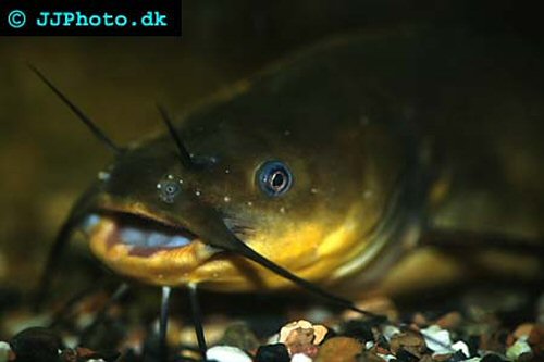 Ameiurus melas = head view