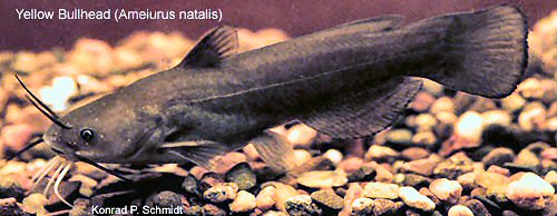 Ameiurus natalis 