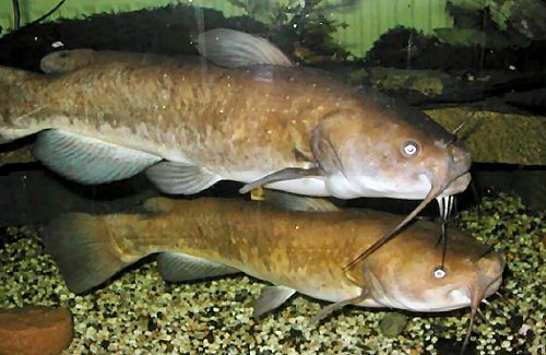 Ameiurus nebulosus  = Pair - female above