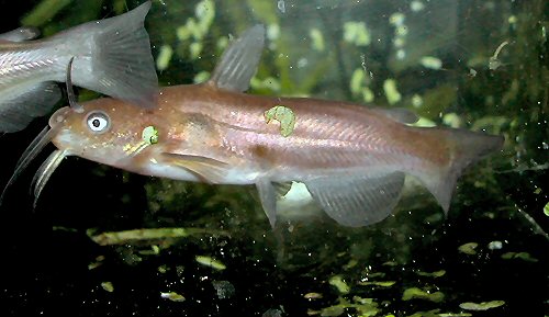 Ameiurus nebulosus = juvenile