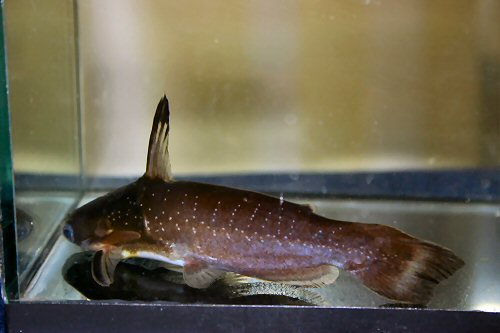 Auchenipterichthys coracoideus 