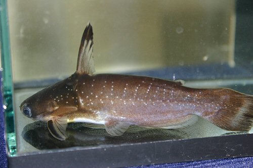 Auchenipterichthys coracoideus